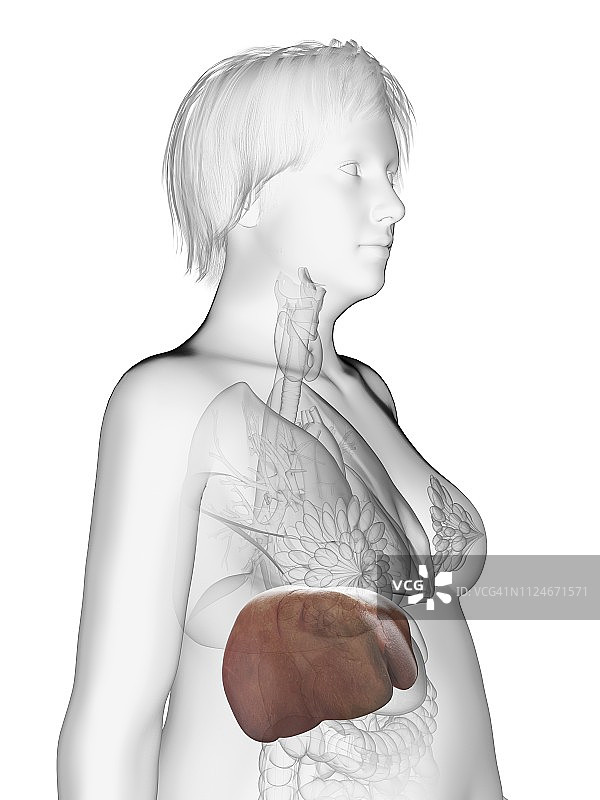 一个肥胖妇女肝脏贩子的插图图片素材
