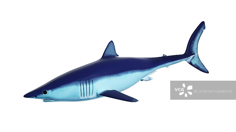 灰鲭鲨的插图图片素材