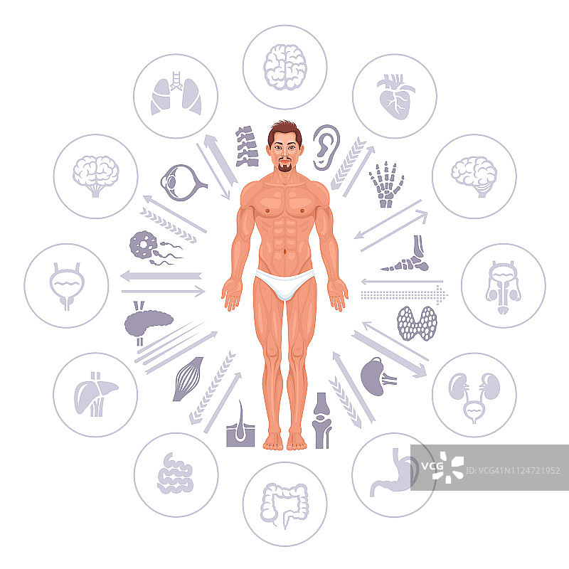 人体男性解剖学图片素材