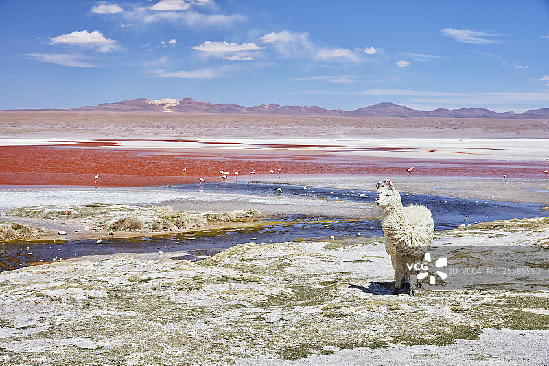 玻利维亚，科罗拉多湖，湖边的美洲驼图片素材