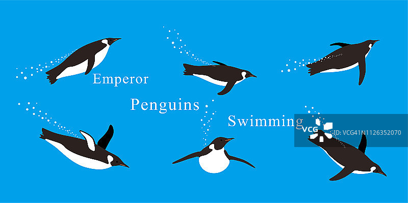 帝企鹅用各种姿势在海里游泳。图片素材