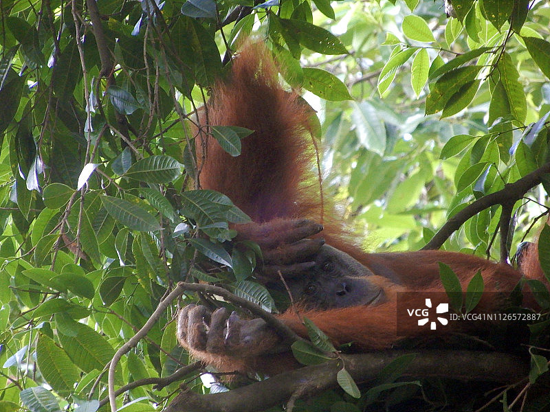 苏门答腊岛古农洛伊泽国家公园，一只悠闲的雄性猩猩正在享受树叶铺成的床。图片素材