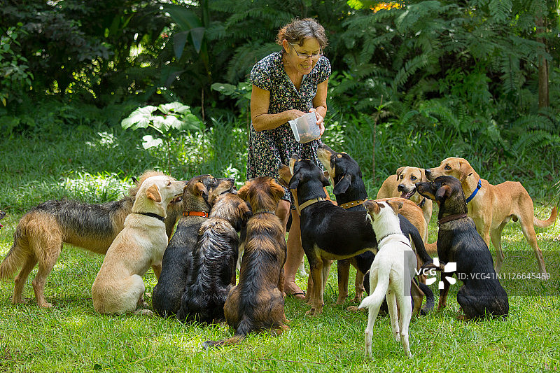 一个女人带着她的一群训练有素的获救狗在热带花园里图片素材
