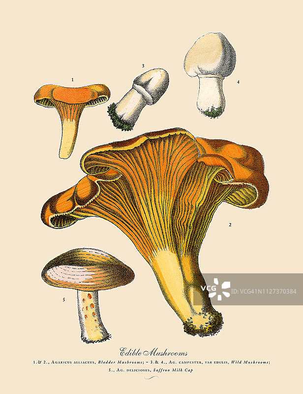 食用菌，维多利亚植物学插图图片素材