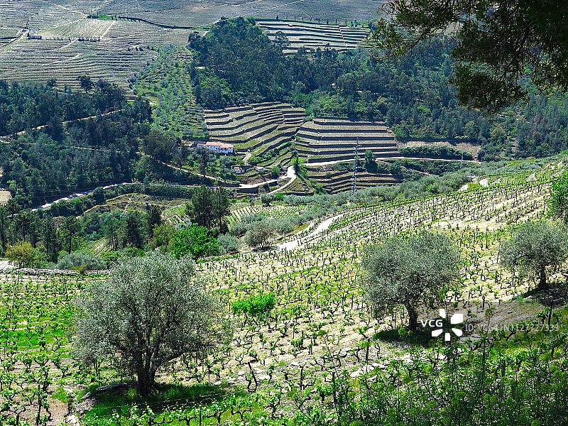 杜罗河谷有葡萄园和橄榄树图片素材