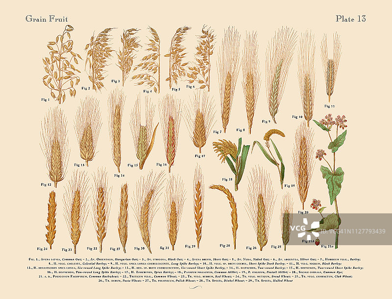 小麦，水稻和谷物，维多利亚植物学插图图片素材