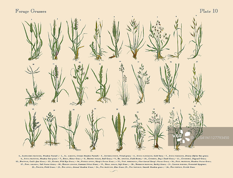 饲草，维多利亚植物学插图图片素材