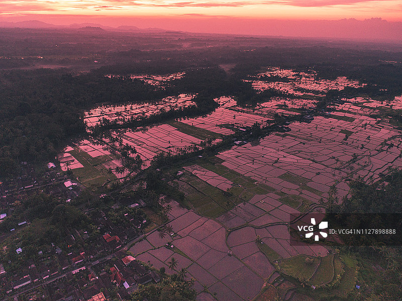 巴厘岛梯田鸟瞰图。乌布地区美丽而富有戏剧性的稻田图片素材