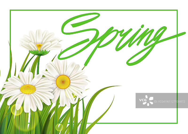 春天雏菊的背景是清新的绿草，清新多汁的春色。春天的手写字体。矢量，模板，插图，孤立图片素材