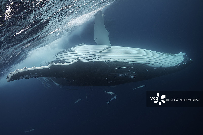 座头鲸转过身来看着镜头，她和她的幼崽在汤加王国瓦瓦乌群岛的鲸鱼繁殖和交配季节游泳。图片素材