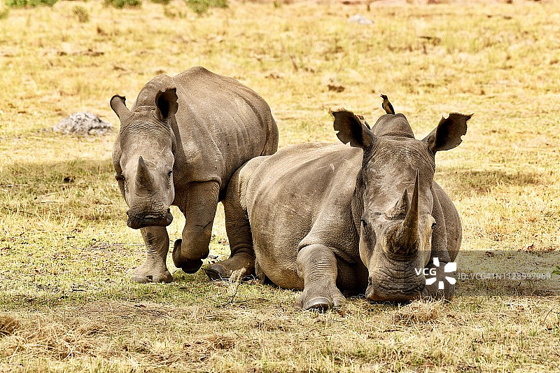 南非的野生犀牛母子图片素材