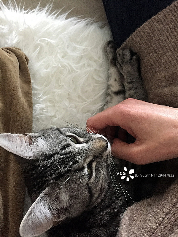 一只手抚摸着躺在沙发上的小猫图片素材