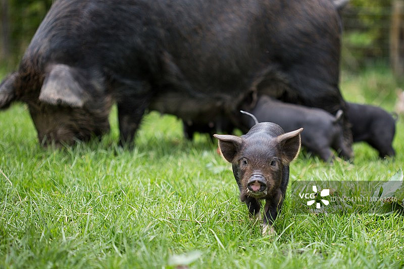 前视图的黑色小猪在绿色围场与猪妈妈和其他小猪图片素材
