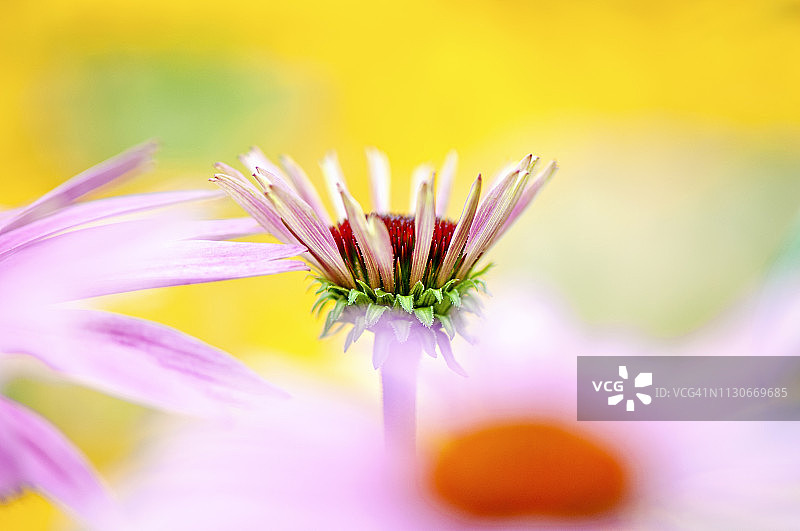 一个美丽的夏天开花的粉红色松果花也被称为紫锥菊的特写图像图片素材