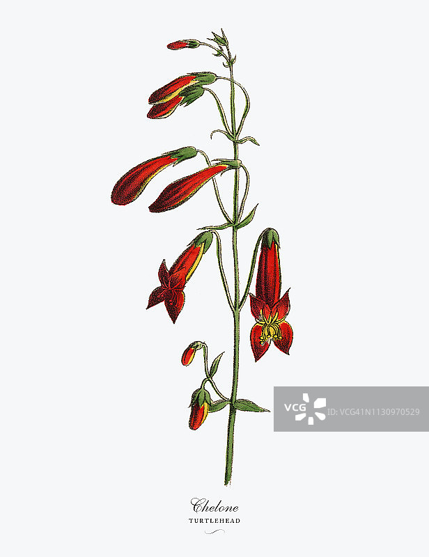 Chelone或Turtlehead植物，维多利亚植物学插图图片素材