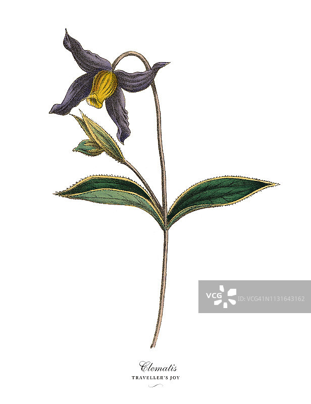铁线莲植物，维多利亚植物学插图图片素材