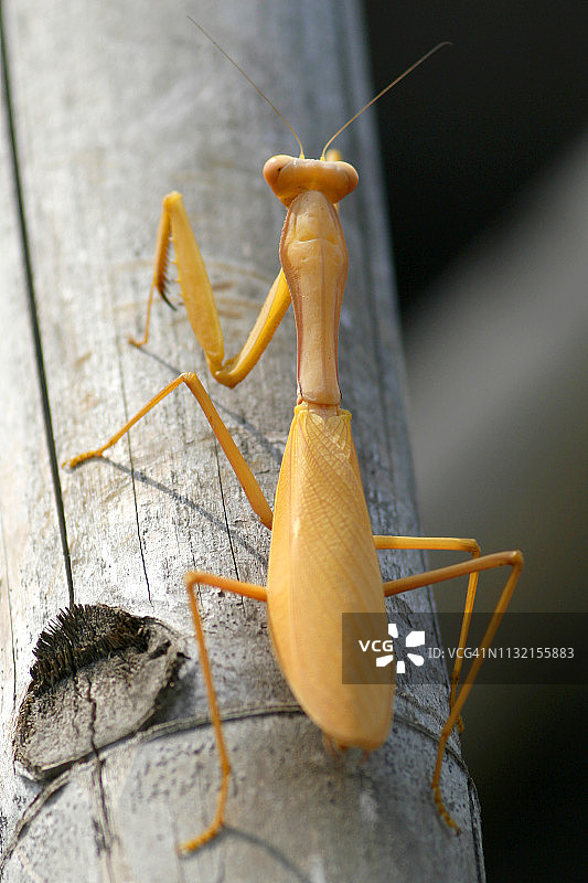 印度尼西亚树枝上的白化螳螂图片素材