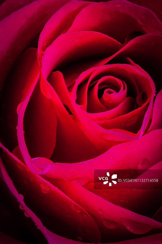 红色玫瑰花的微距图像图片素材