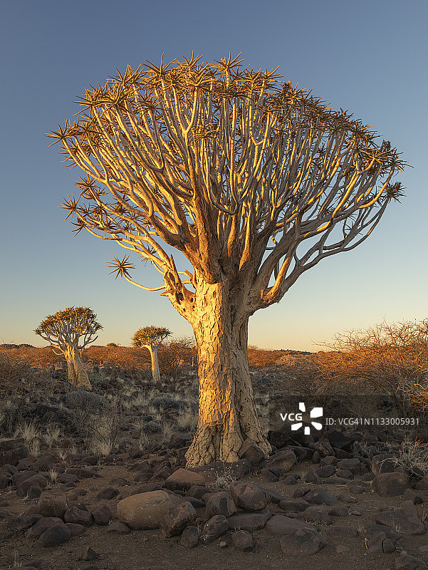 箭袋树森林，keetmanshop，纳米比亚，非洲图片素材