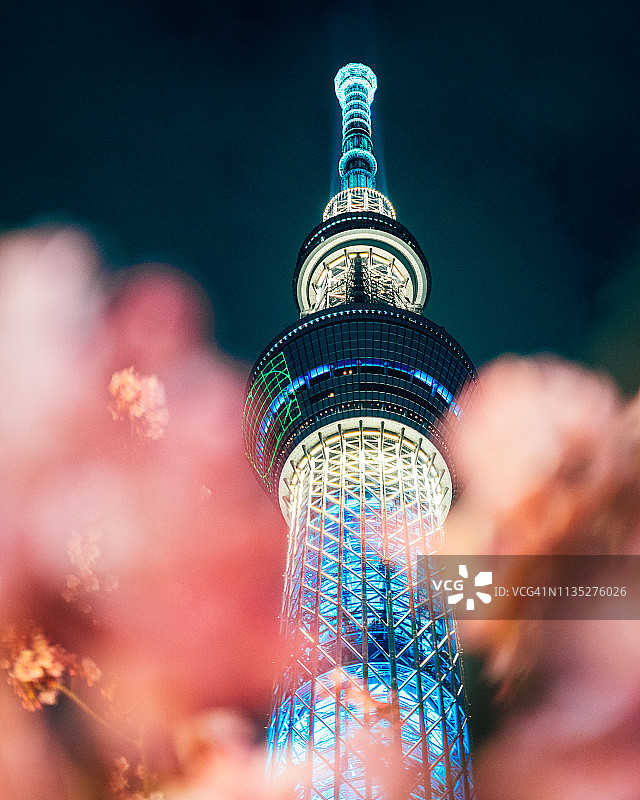 日本东京的樱花和樱花夜景。图片素材