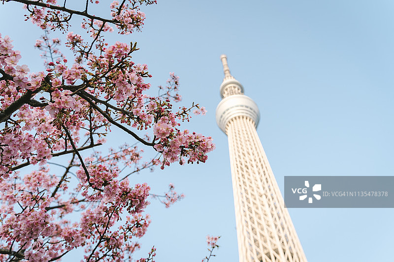 樱花和樱花与东京天空树在日本。图片素材