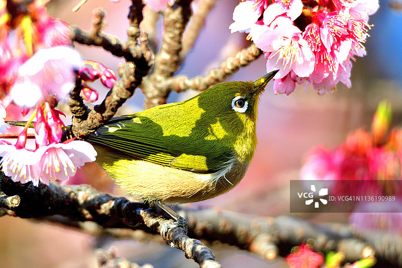 樱花和日本白眼鸟图片素材