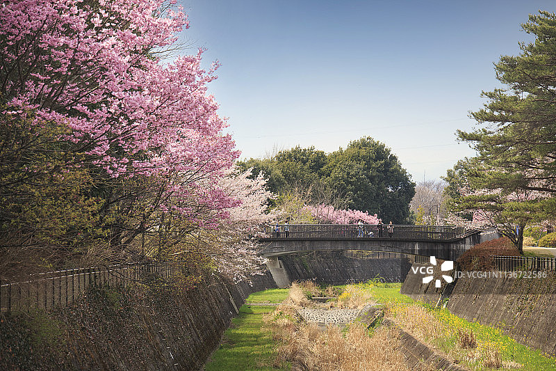樱花树和其他春天的花在花园里。图片素材