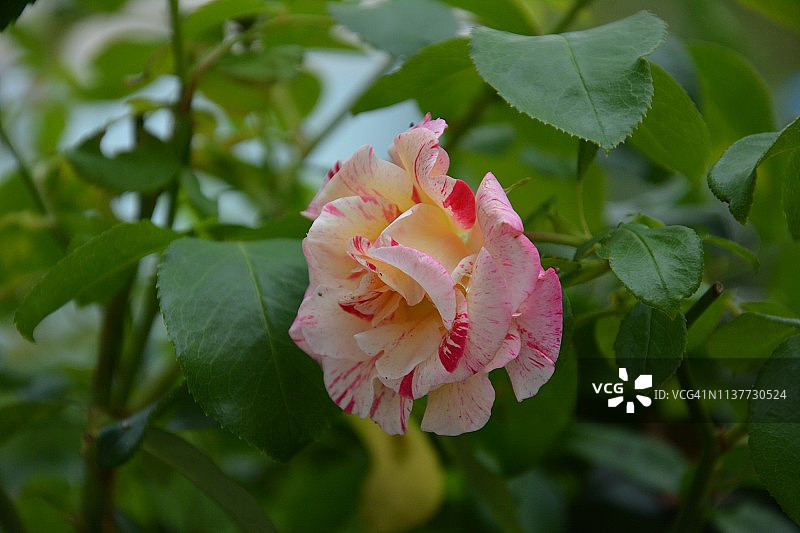 粉红玫瑰配上柔和的背景图片素材