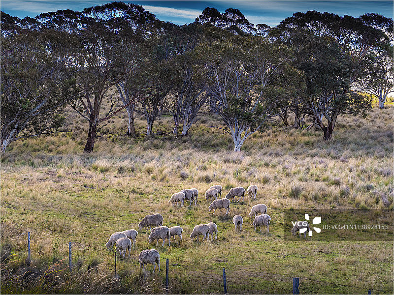 澳大利亚新南威尔士州南部，莫纳罗高原，放牧的绵羊。图片素材