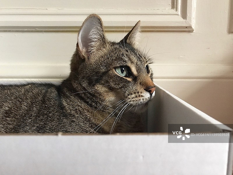 穆迪虎斑猫坐在盒子里图片素材