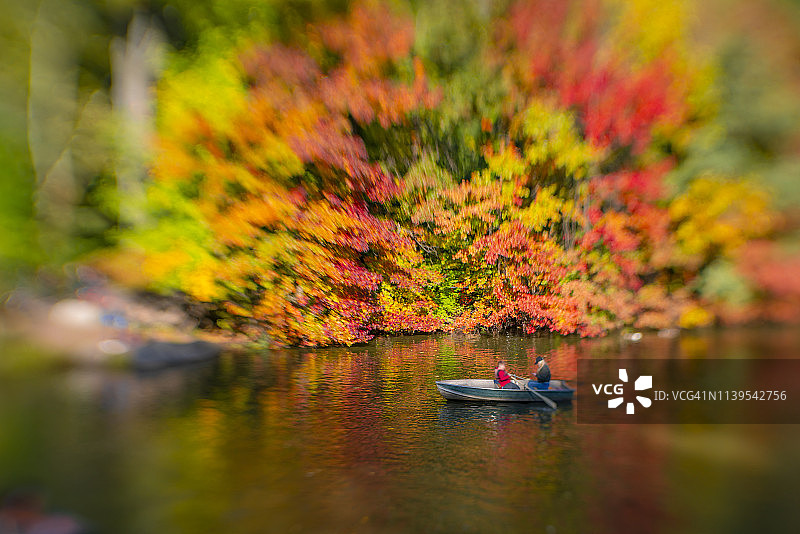 10月30日，在美国纽约中央公园，一棵秋色树在湖边生长，倒映在湖面上。图片素材