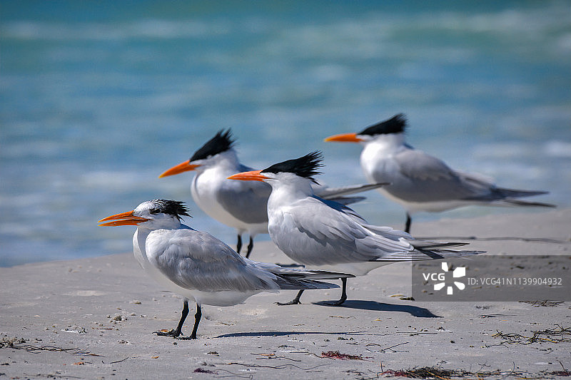 佛罗里达萨拉索塔附近的Longboat Key惠特尼海滩上的皇家燕鸥图片素材