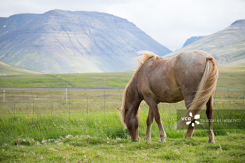 冰岛马在草地上的风景图片素材