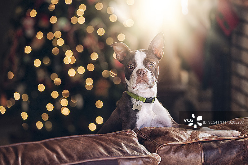 圣诞树前沙发上的波士顿小猎犬肖像图片素材