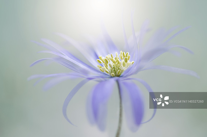 特写图像的美丽的春天开花，银莲花blanda蓝色的花也被称为冬季的风花图片素材