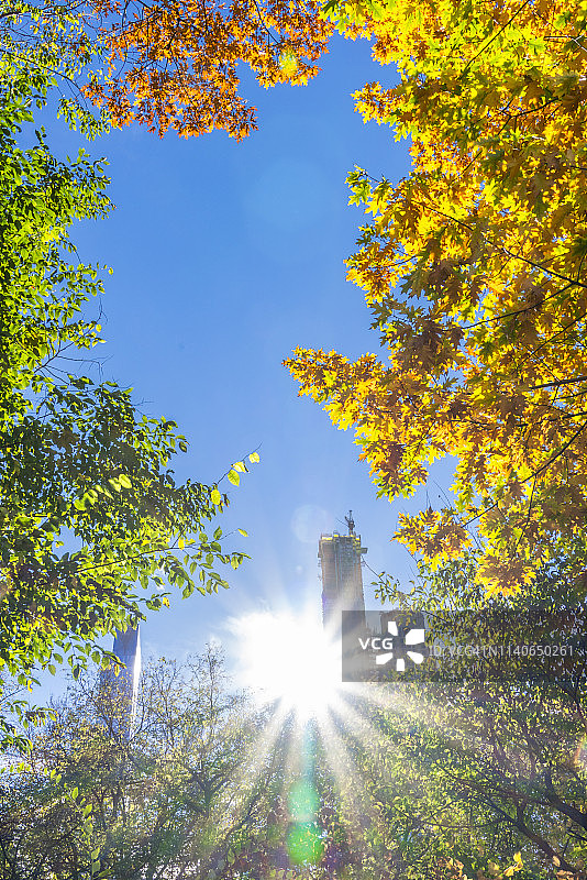 11月14日，在美国纽约中央公园，秋日的阳光照射下，曼哈顿中城的摩天大楼被秋色的树木照亮。图片素材