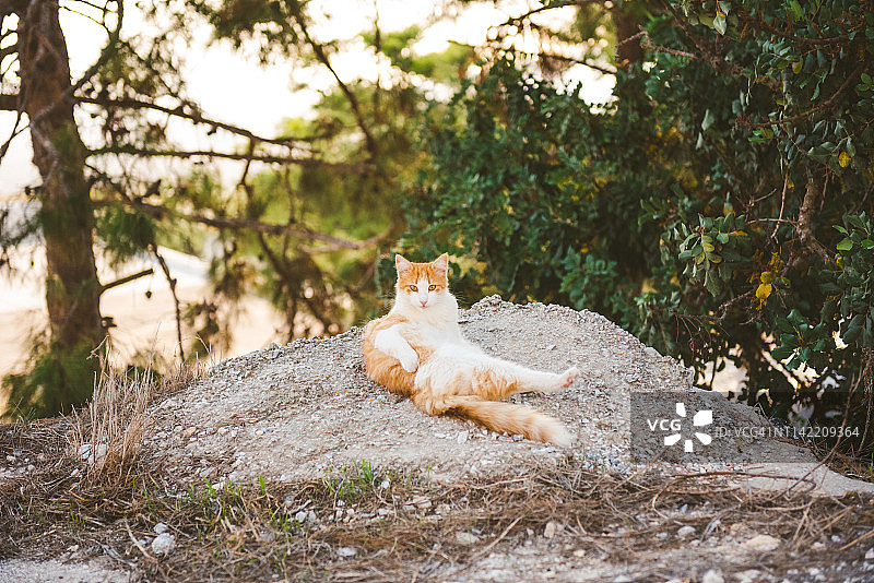 希腊圣托里尼岛Pyrgos的橙色猫图片素材