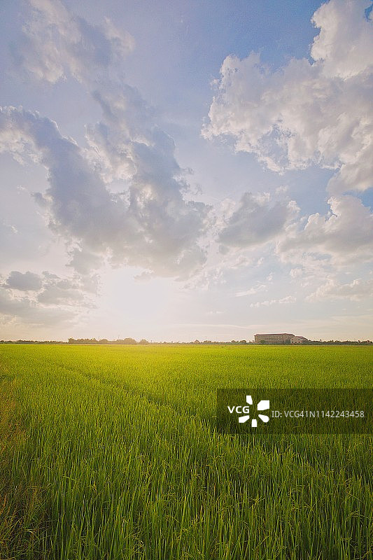 泰国日落时分稻田的风景图片素材