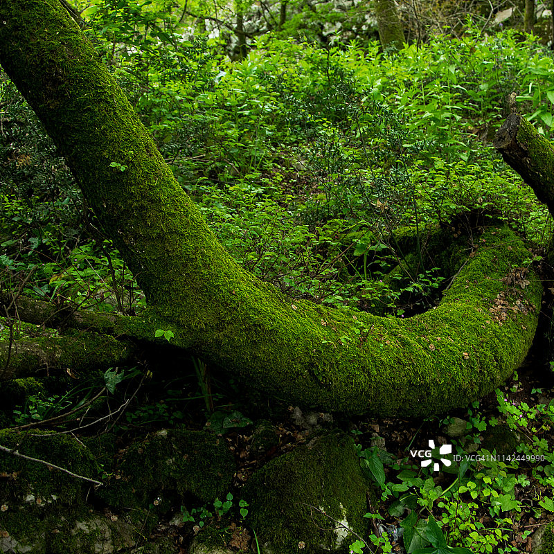 神奇的苔藓精灵森林。茂密的丛林植被。深绿色的性质图片素材