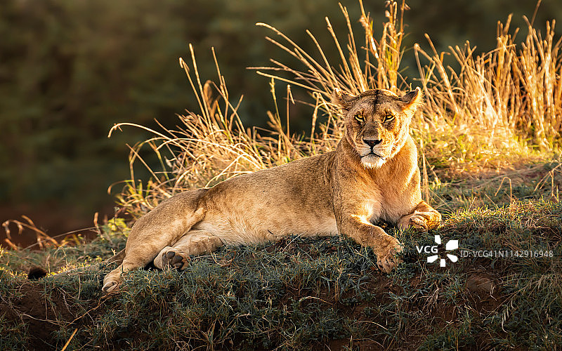 躺下的母狮，马赛马拉，肯尼亚图片素材