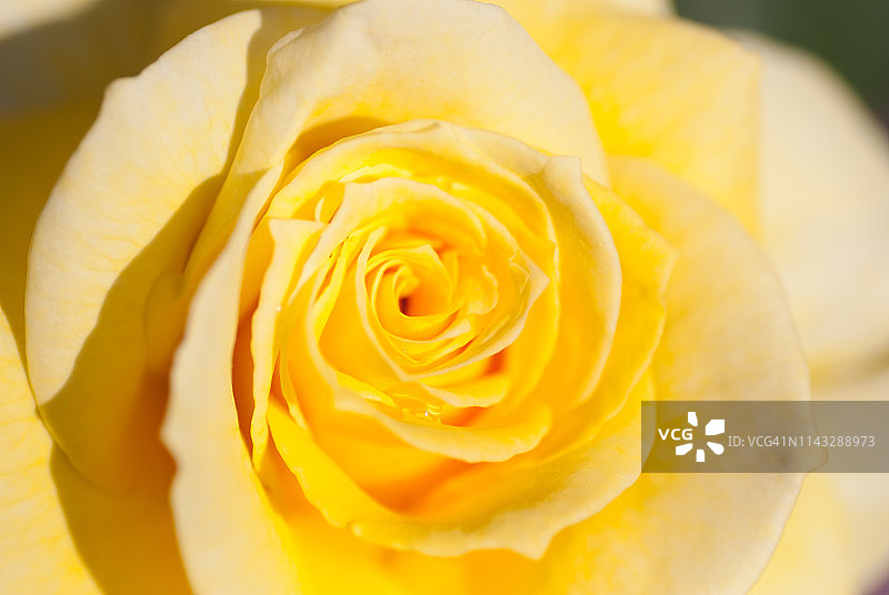 黄玫瑰花朵图片素材