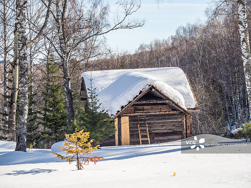 在俄罗斯阿尔泰的冬季森林里，伐木工和建筑工们砍伐的木屋被白雪覆盖图片素材