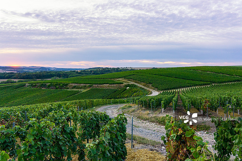 排葡萄葡萄在香槟葡萄园在蒙太奇德兰斯乡村的背景图片素材