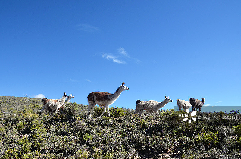 玻利维亚大羊驼集团图片素材