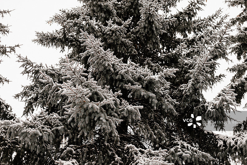 松树上满是雪。图片素材