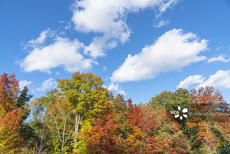11月3日，在美国纽约中央公园的湖畔，秋风荡漾，彩云飘过。图片素材