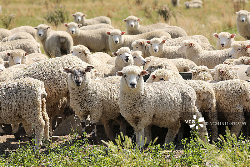 新西兰的羊群图片素材
