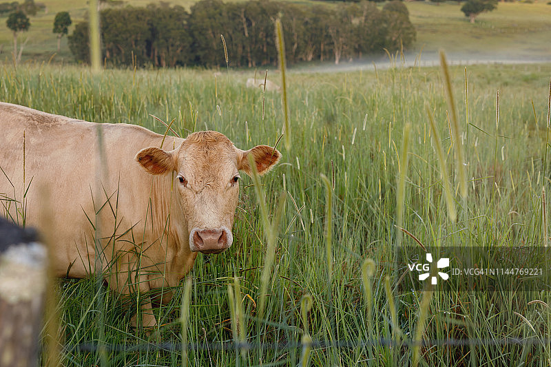 澳大利亚的家畜在清晨的草地上图片素材