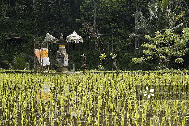 巴厘岛稻田祭坛图片素材