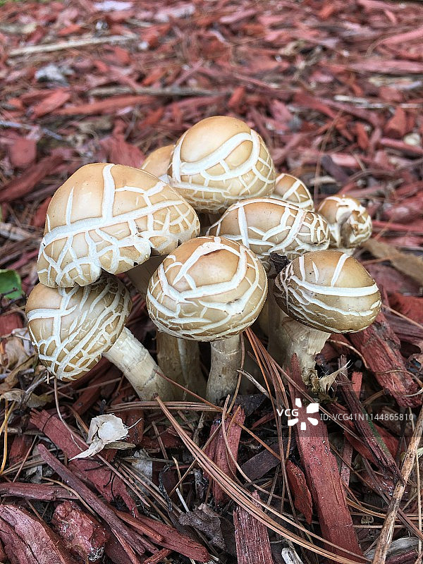 春天东部蘑菇图片素材